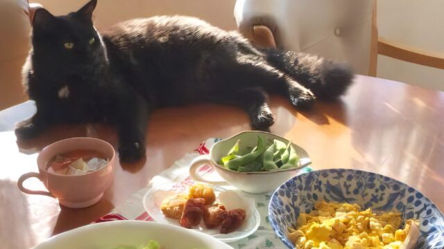テーブルの上の人間の食事と黒猫