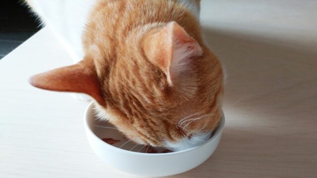 キャットフードをおいしそうに食べる茶白猫