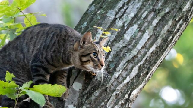 木の上から獲物の鳥を狙うキジ猫