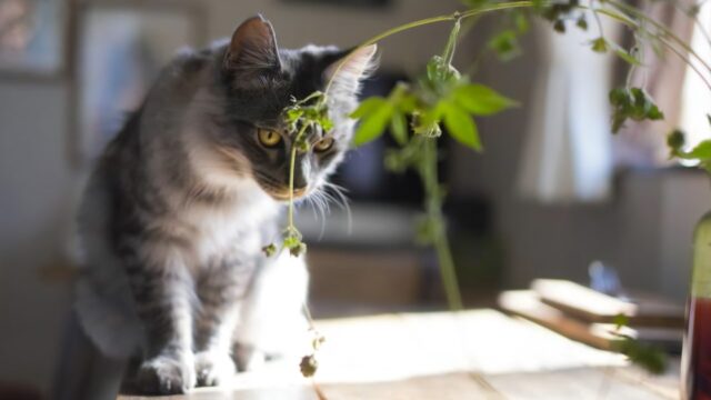 室内のテーブルの上で観葉植物を見つめるサバ猫
