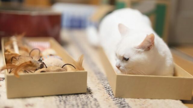 おもちゃを見つめる木箱に入った白猫
