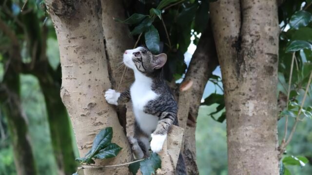 鋭い爪としなやかな体を使って木に飛び乗ったキジ白猫