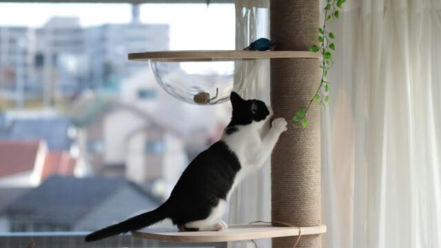 キャットタワーで爪とぎをしている黒白猫