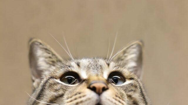 耳と鼻と目とヒゲがきれいに写っている猫