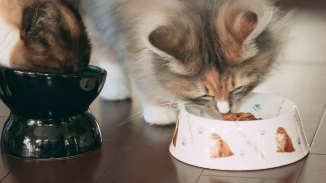 食欲がないとき工夫したフードを食べる二匹の猫