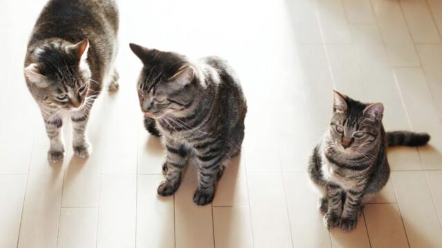 3匹で並んで座るライフステージのそれぞれ違うキジ猫