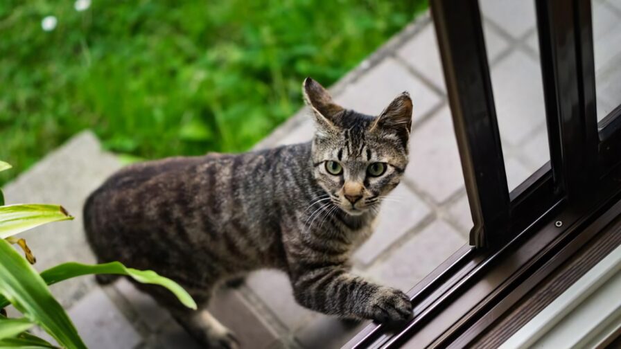 脱走して外から家に帰ってきたキジ猫