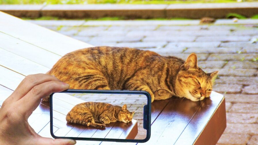 スマホでプレゼント用の動画を撮影される茶トラ猫